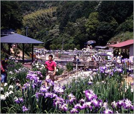 平家谷　しょうぶ園