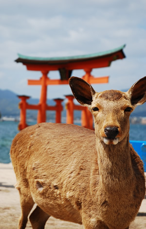 広島 安芸の宮島 鳥居と宮島の鹿