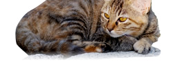 猫の細道には猫たちがいっぱい
